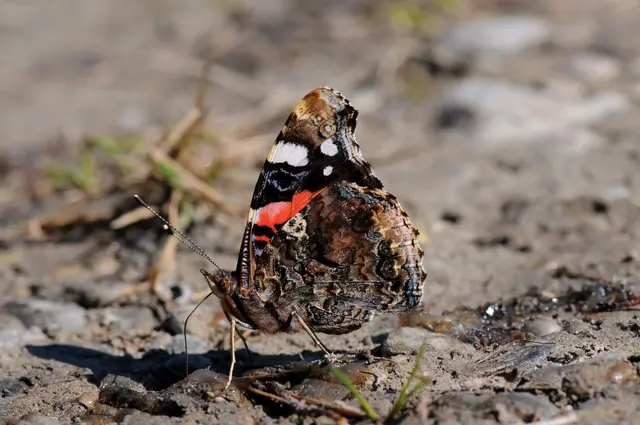 Admiral | Foto: Eberhard Pfeuffer - LBV Bildarchiv
