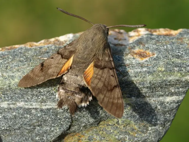 Taubenschwänzchen | Foto:  Petra Altrichter - LBV Bildarchiv