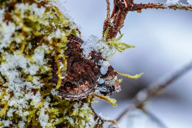 Admiral im Schnee | Foto: Ralph Sturm - LBV Bildarchiv