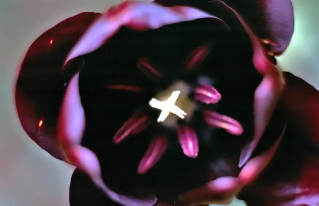 ein Tulpengruss im Advent in Vorfreude auf den Frühling "... und wieder kommt der Frühling, und wieder blühen die Blumen, aber in meinem Herzen, da ist ein Stelle, ..."  | Foto: Dr. Manfred Schildknecht (+Juli 2025) 