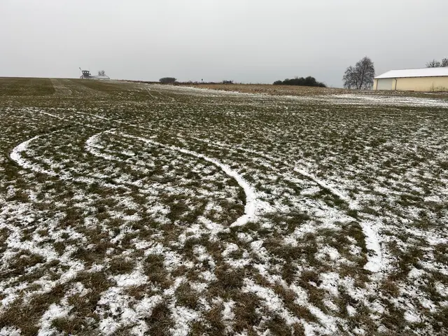 Einige der sogenannten Donuts in der Grasfläche. | Foto: Lars Hansen