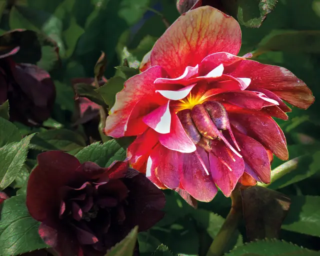 Zur gleichen Gattung zählen die an Farben und Formen sehr vielfältigen Lenzrosen, die aus der orientalischen Nieswurz gezüchtet wurden. | Foto: Walter Hufnagel