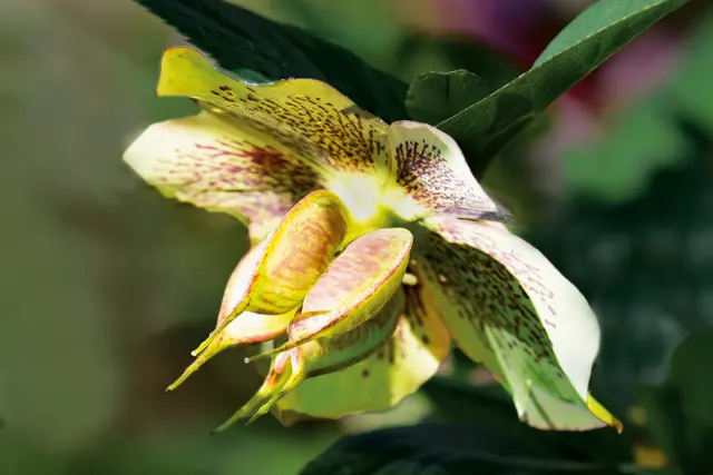 Um zum Keimen mildere Temperaturen anzutreffen, entwickeln sich die Samenkapseln der Christrose relativ langsam. | Foto: Walter Hufnagel