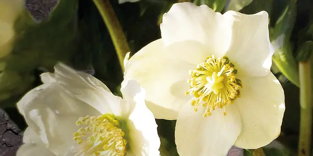 Die Wildform der Christrose erstrahlt in reinem Weiß. | Foto: Walter Hufnagel
