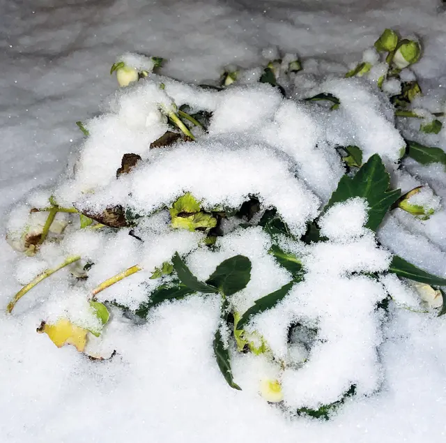 Auch wenn es dramatisch aussieht – dank eigenem Frostschutz kann die Christrose auch starke Kälteperioden unbeschadet überdauern. | Foto: Walter Hufnagel