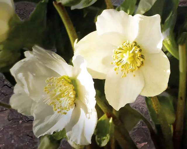 Die Wildform der Christrose erstrahlt in reinem Weiß. | Foto: Walter Hufnagel