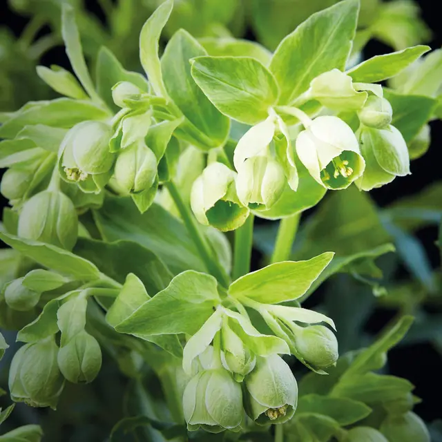 Die einzige in der „Fränkischen” heimische, enge Verwandte der Christrose, ist die stinkende Nieswurz (Helleborus foetidus). | Foto: Walter Hufnagel