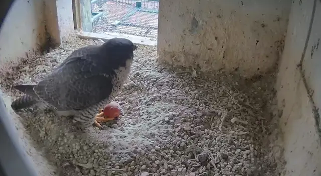 24.2.2026: Das erste Ei ist seit heute in der Bruthöhle zu sehen. | Foto: www.lebensraum-burg.de