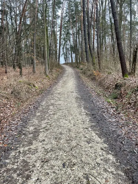 Trail = Forstwege manchmal auch Waldwege 