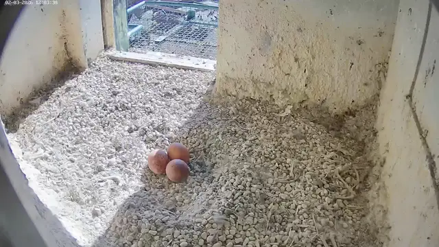 Seit Sonntag, 1. März, liegen drei Wanderfalken-Eier in der Bruthöhle hoch über der Nürnberger Kaiserburg.  | Foto: www.lebensraum-burg.de