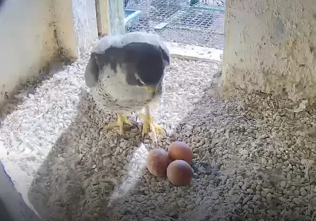 Foto: www.lebensraum-burg.de