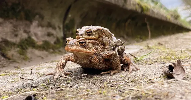 Ein Erdkröten-Paar auf der Wanderung. | Foto: LRA Erlangen-Höchstadt