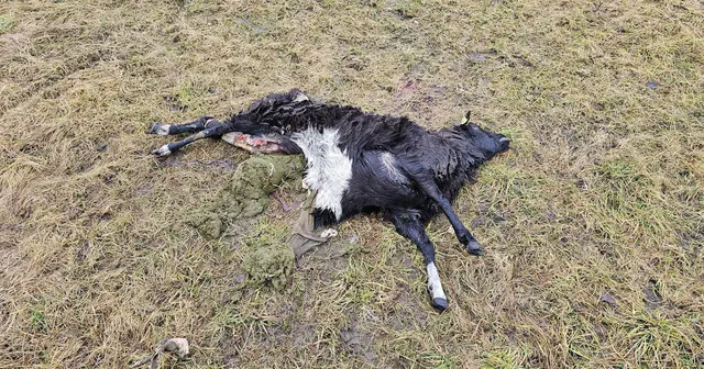 Foto: Sascha Klaußner