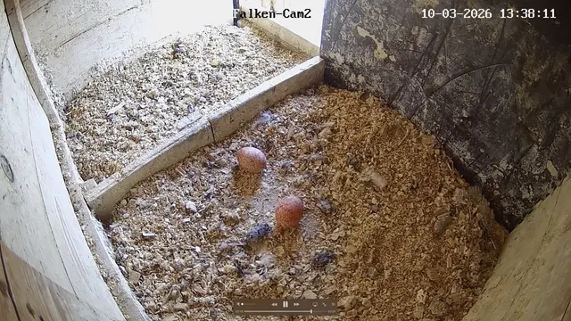 In Coburg liegen inzwischen auch schon zwei Eier in der Bruthöhle. | Foto: naturfoto-lbv-coburg.de