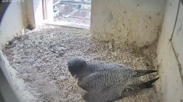 In Nürnberg heißt es nun „brüten, brüten, brüten”. Es gilt die vier Eier immer schön warm zu halten, damit bald gesunde kleine Wanderfalken schlüpfen können. | Foto: www.lebensraum-burg.de