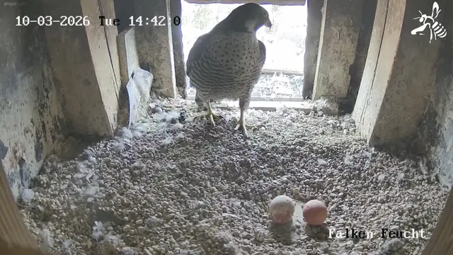 In Feucht freut sich das Falkenpaar über das zweite Ei, das seit heute im Nest sichtbar ist. | Foto: Webcam Feucht