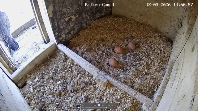 Da waren es schon drei: In Coburg läuft das Brutgeschäft der Wanderfalken auf Hochtouren. | Foto: naturfoto-lbv-coburg.de