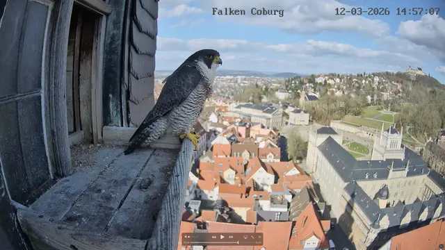 Ein Altvogel schaut sich in Coburg die reizvolle Umgebung an, die sich direkt vor der Bruthöhle offenbart. | Foto: naturfoto-lbv-coburg.de