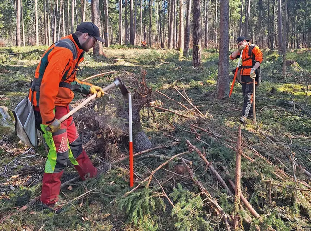 Forstwirte des Forstbetriebs Nürnberg bei der Frühlingspflanzung unter dem Schirm von Altkiefern. | Foto: Sebastian Linstädt, BaySF