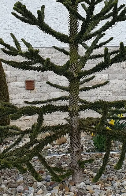 exotischer Baum, Chilenische Schmucktanne, im Steinbeet ... | Foto: Annegret Schildknecht 