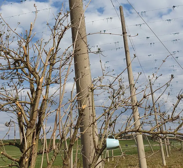Hopfenfeld mit "Kunst am Busch": Kaffeebecher  | Foto: Annegret Schildknecht 