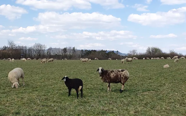 Schafsherde auf dem Eckenberg mit Hetzleser Berg im Hintergrund. Vorne: Vater, Mutter, Kind  | Foto: Annegret Schildknecht 