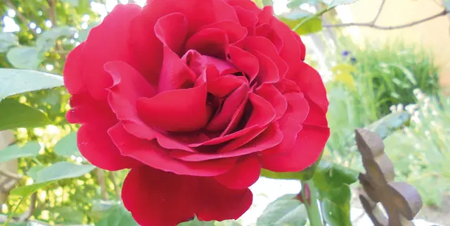 Der Tag der offenen Gartentür findet dieses Jahr Mitte Juni zur besten Blütezeit von Rosen und Stauden statt. Impressionen wie diese erwarten Besucher in den teilnehmenden Privatgärten.  | Foto: Angelika Schiffer