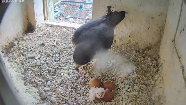 Am Mittag des Karfreitags war das erste Küken zu sehen. Kurz darauf hat sich auch schon das erste Geschwisterchen durch die Schale gepickt. | Foto: www.lebensraum-burg.de