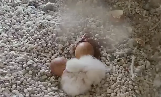 Die ersten beiden Küken sind am Karfreitag geschlüpft. | Foto: www.lebensraum-burg.de