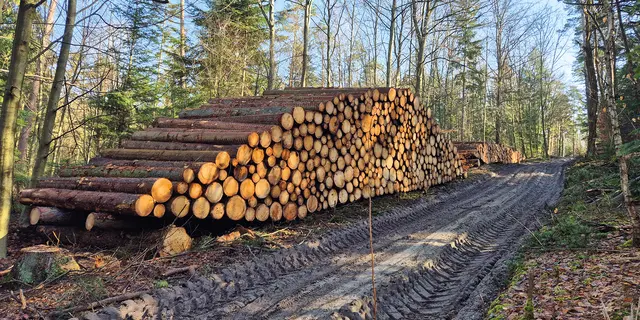 Die Wege, auch ein Wanderweg, wurden durch die großen Maschinen bei der Holzernte teils stark beschädigt. Sie sollen bis Anfang Mai wieder in einen begehbaren Zustand gebracht werden.
 | Foto: Ernst Bayerlein