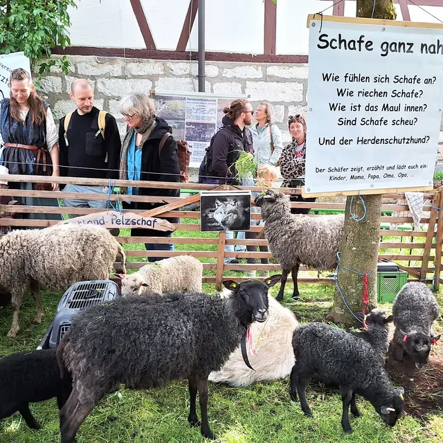 Schaf-Fest Garten 2025 | Foto: Ingrid Pflaum