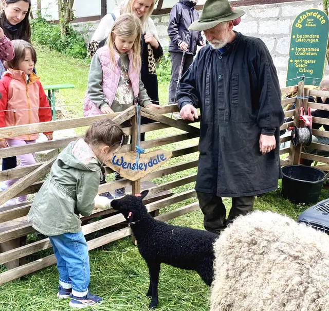 Schaf-Fest Garten Schafe 2025 | Foto: Ruth Bär