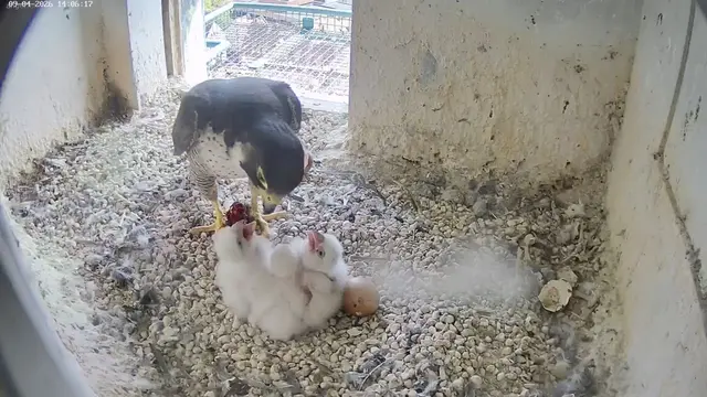 Drei hungrige Schnäbel recken sich empor, wenn im Nürnberger Falkenhorst gefüttert wird. | Foto: www.lebensraum-burg.de