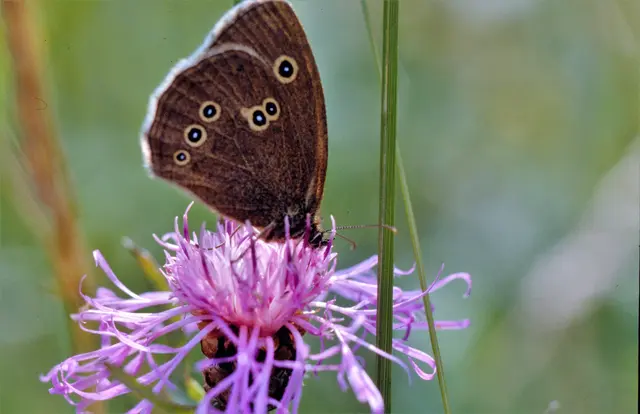 Frühling in der Fränkischen Schweiz: der erste Schmetterling | Foto: Dr. Manfred Schildknecht 