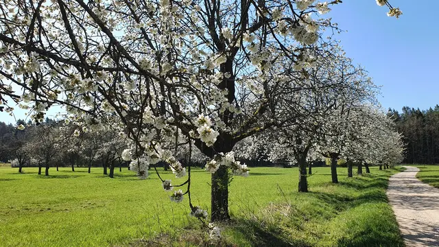 Kirschbaumweg in Eckenhaid  | Foto: Dr. Manfred Schildknecht 