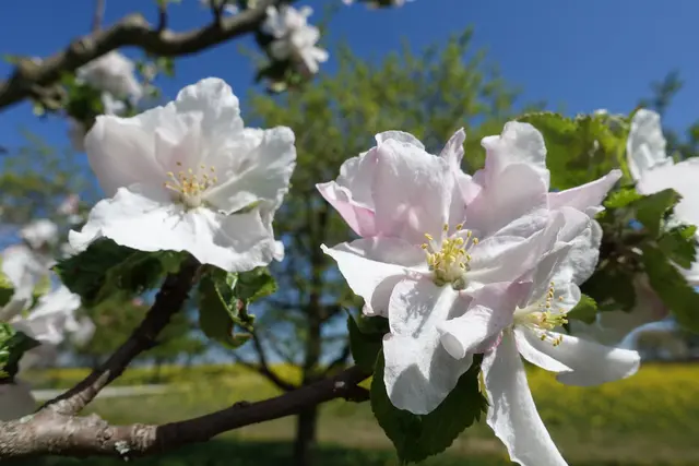 Fränkische Schweiz: Wenn der Frühling kommt, dann ... blühen auch die Apfelbäume  | Foto: Dr. Manfred Schildknecht 