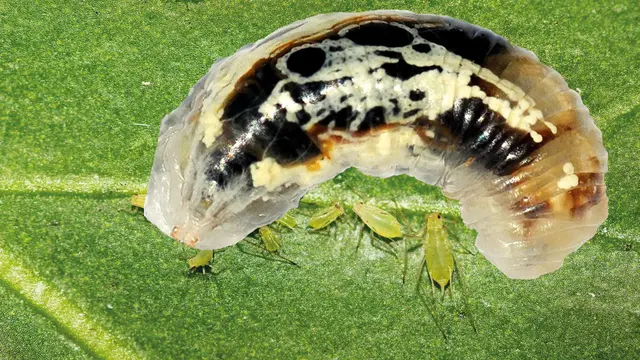 Ein Beispiel für Mimikry: die Larve dieser Schwebfliegenart ahmt Vogelkot nach. | Foto: Walter Hufnagel