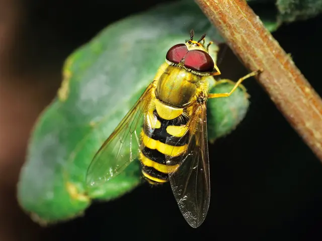 Tarnt sich als Biene – die Große Schwebfliege. | Foto: Walter Hufnagel