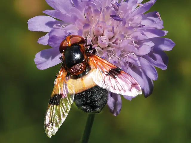 Die Wald-Schwebfliege mag Waldränder und Lichtungen. | Foto: Walter Hufnagel