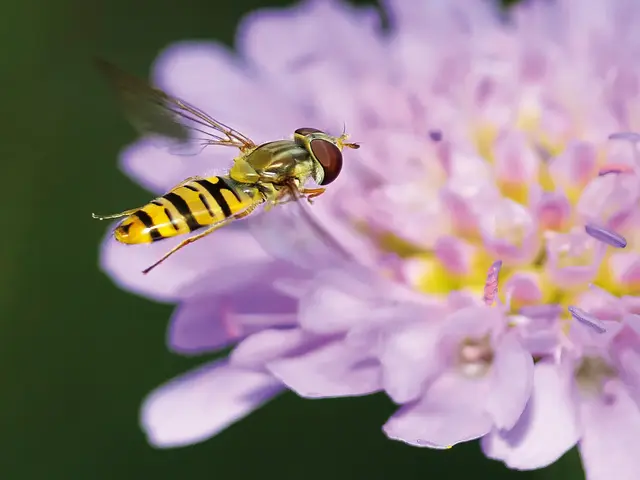 Eine Hain-Schwebfliege im Landeanflug. | Foto: Walter Hufnagel