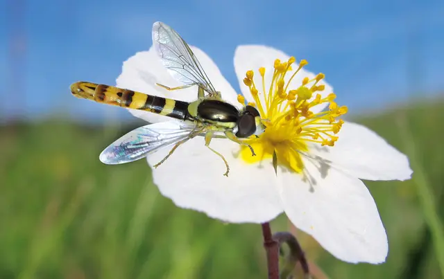 Langbauch-Schwebfliege auf seltenem Appenin-Sonnenröschen. | Foto: Walter Hufnagel