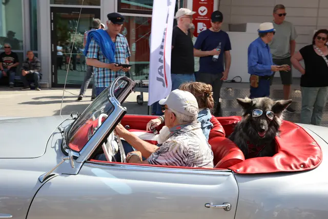 Dieser Hund gilt als erfahrener Beifahrer in dem offenen Mercedes-Cabriolet. Unter den Zuschauern sorgte er für Begeisterung. | Foto: Andreas Unbehaun
