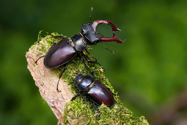 Hirschkäfermännchen (erkennbar an dem sichtbaren Geweih) und Hirschkäferweibchen | Foto: PantherMedia / WildMedia