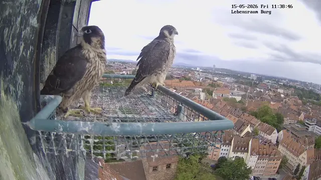 Ein junger Falke ist bereits ausgeflogen. Die beiden Geschwister sind auch bald bereit. | Foto: www.lebensraum-burg.de