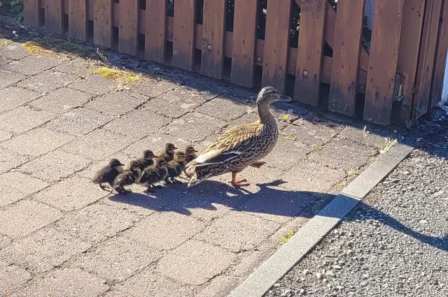 Foto: Polizeiinspektion Forchheim