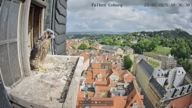 Ein junger Wanderfalke betrachtet die Altstadt von Coburg von seinem Brutkasten auf der Morizkirche. Bald wird er den ersten Flug über die Stadt wagen und dann sicher auch zur Veste hinauffliegen. | Foto: webcam: naturfoto-lbv-coburg.de