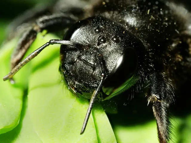 Typisch für viele Insektenarten sind die drei Ocellen (Punktaugen) auf dem Kopf. Sie dienen nicht dem Sehen, sondern helfen bei der Orientierung. | Foto: Walter Hufnagel