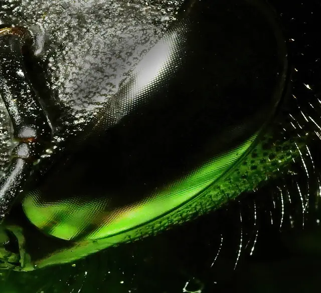 Im tiefschwarzen Facettenauge spiegelt sich das Grün der Nektarpflanze. Supermakro mit 20-facher Vergrößerung. | Foto: Walter Hufnagel