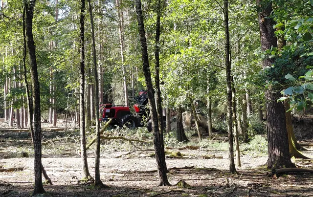 Die Aufarbeitung der Sturmschäden geschieht auch im Damwildgehege teilweise maschinell. | Foto: Sebastian Linstädt, BaySF