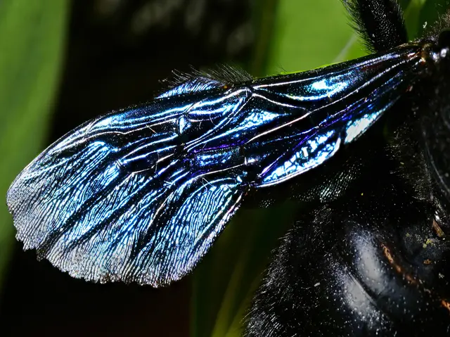 Im schrägen Licht der tiefstehenden Abendsonne glänzen die Flügel besonders metallisch. | Foto: Walter Hufnagel